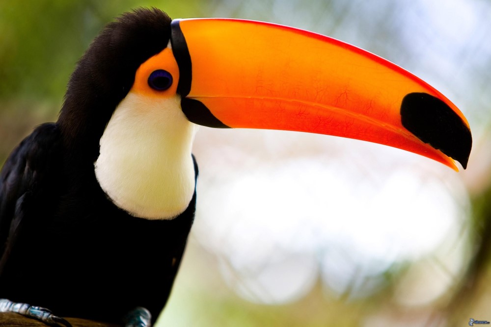 tucan