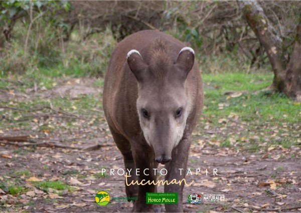 PROYECTO TAPIR2